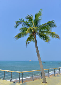 三亚湾椰树