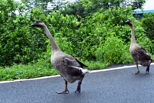 大鹅