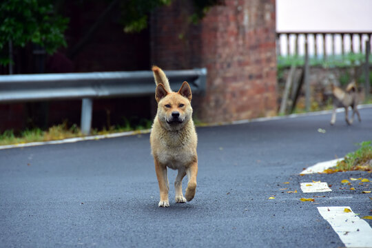 土狗中华田园犬