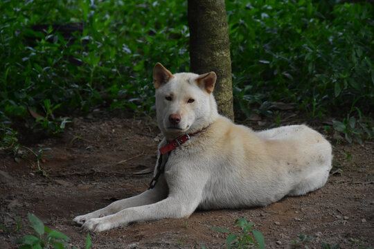 土狗中华田园犬