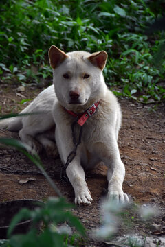 土狗中华田园犬