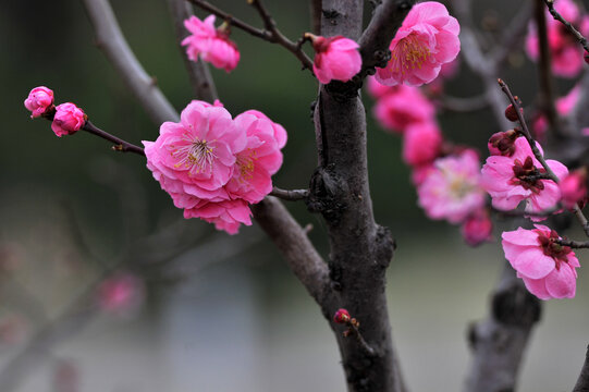 春天公园红梅花