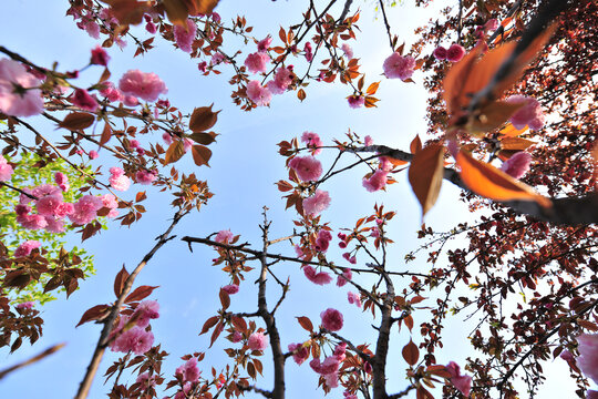 仰拍樱花树