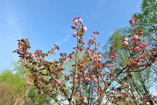 樱花树