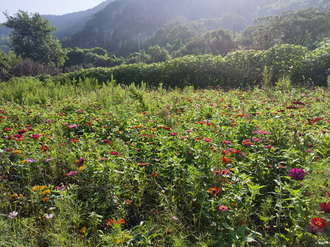 小菊花