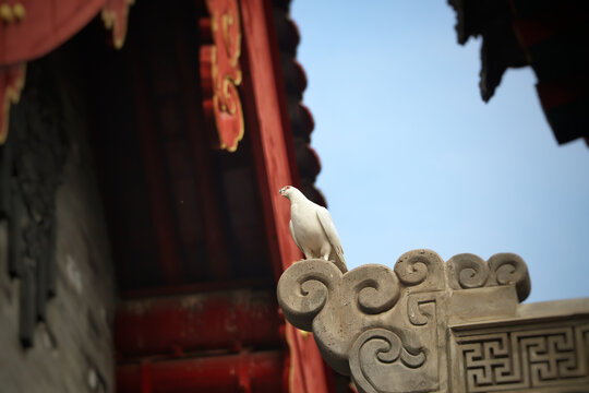 寺庙中的白鸽