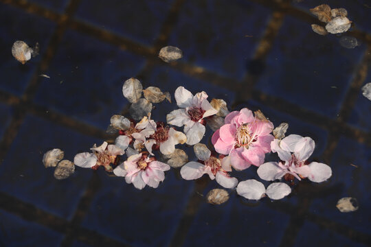 落花流水