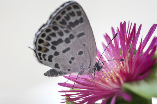 蝶恋花