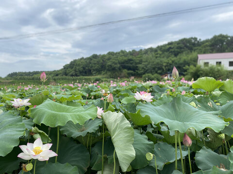 夏荷