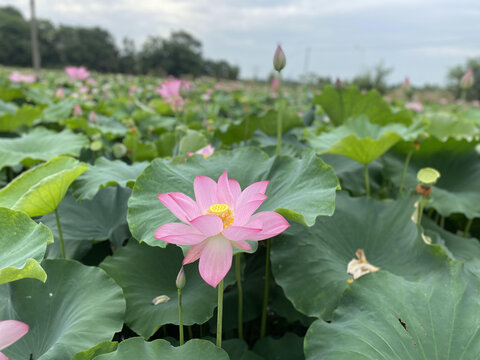 夏日荷花