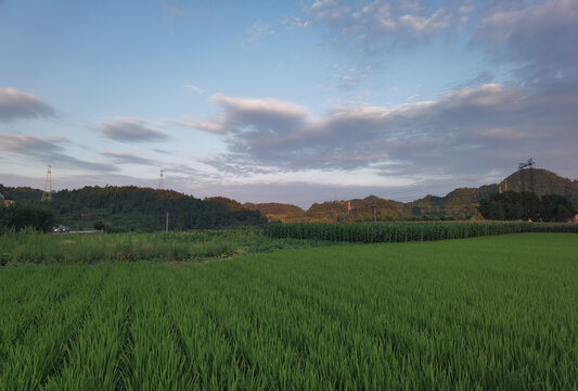 乡村稻田