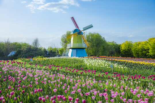 北京顺义国际鲜花港郁金香花开