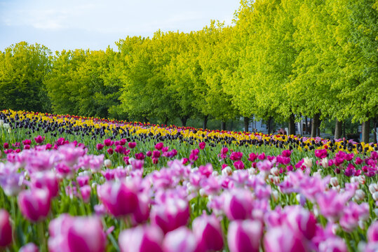 北京顺义国际鲜花港郁金香花开