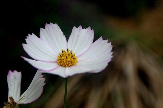 格桑花特写