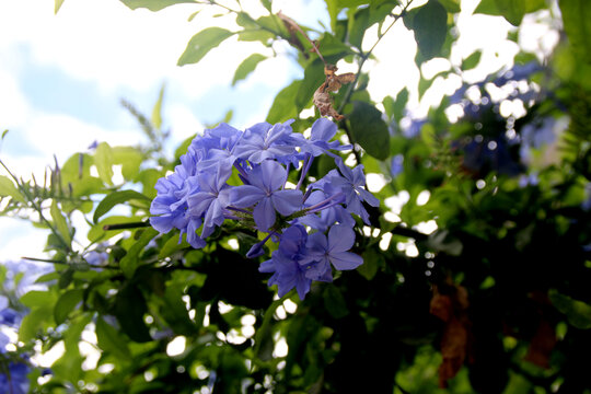 蓝雪花