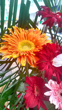 菊花
