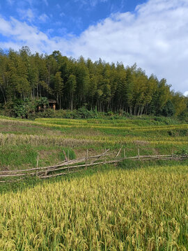 乡村稻田