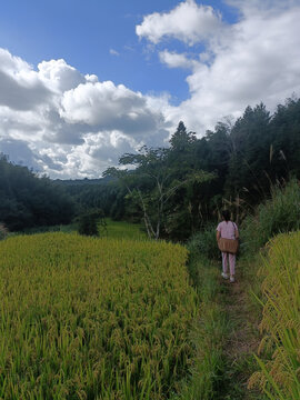 上山采药