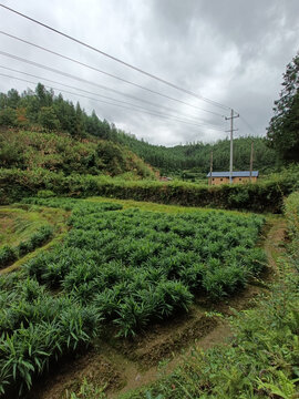 生姜种植