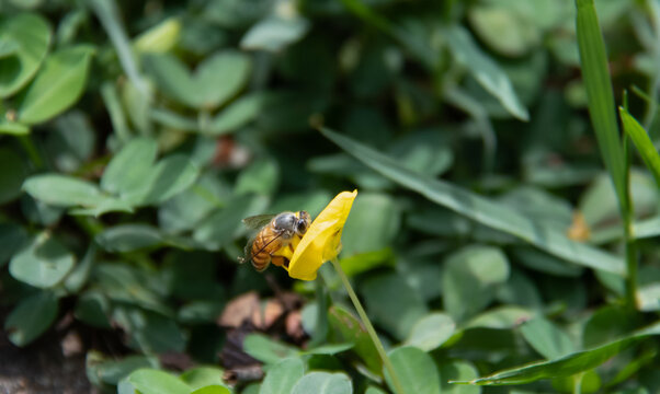 蜜蜂在蔓花生中采花蜜