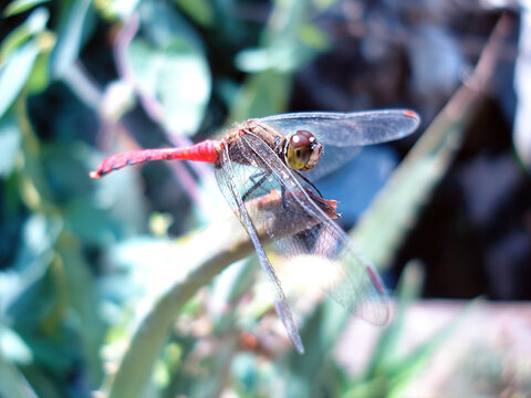 竹竿上停留的一只蜻蜓