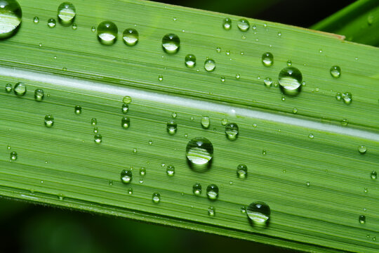 绿叶上雨滴的特写镜头