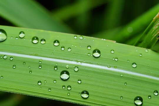 绿叶上雨滴的特写镜头