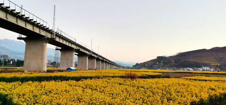 油菜花