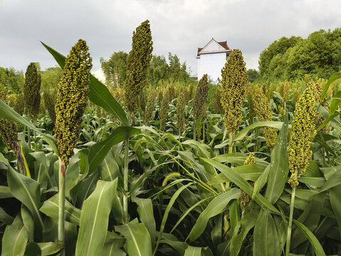 田地种植高粱