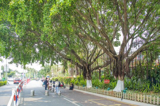 厦门环岛南路公路与榕树
