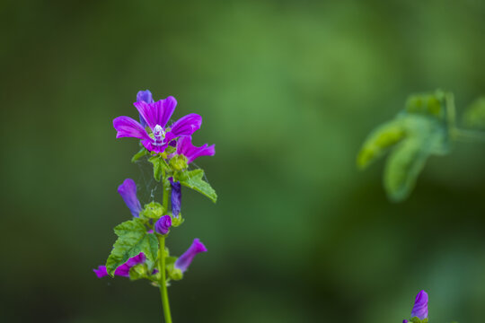 小花