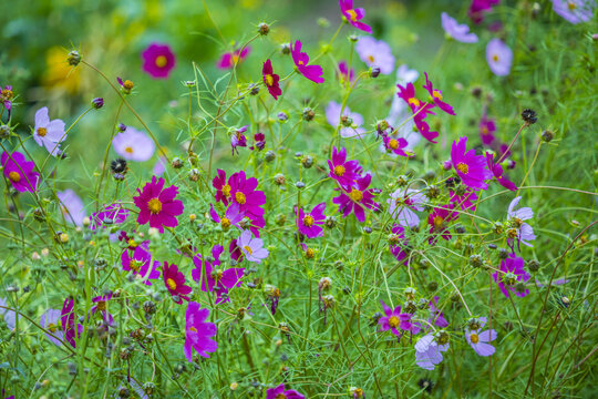 格桑花