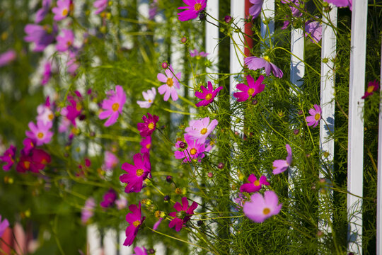 花墙