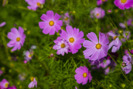 格桑花