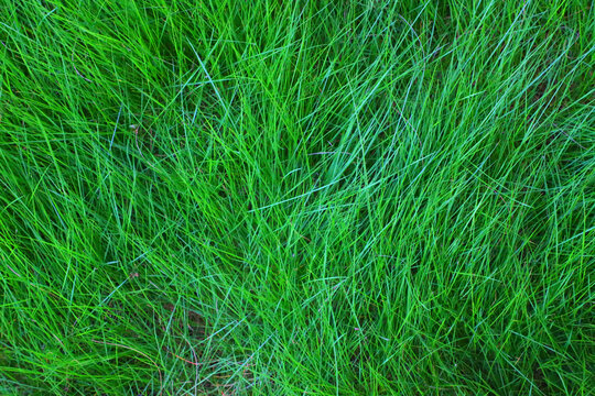绿色小草背景