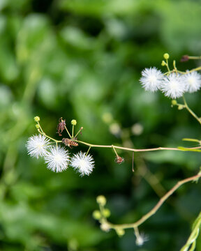 蜜蜂在白色的光荚含羞草花丛中