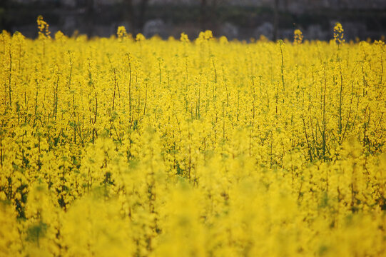 一片金灿灿的油菜花田地