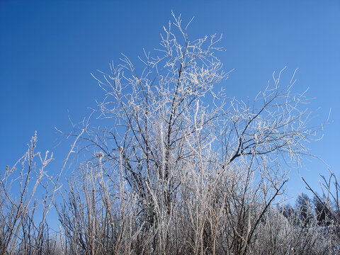 冬天冰冻的树枝