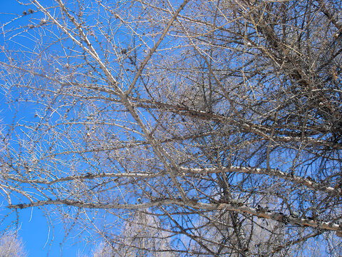 蓝天的天空干枯的树枝