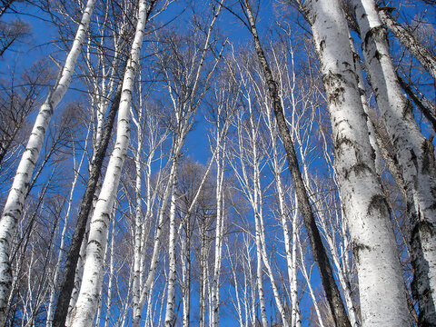 阿尔山天池冬天的白桦林