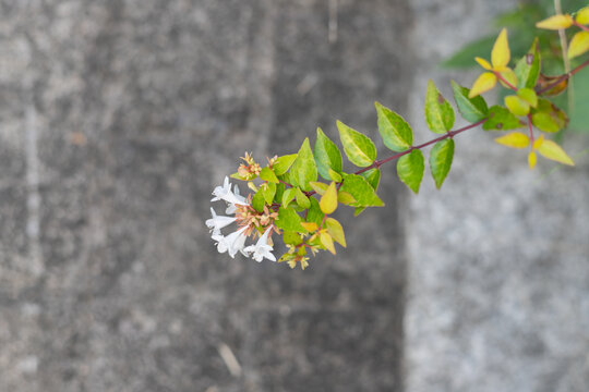 忍冬花叶