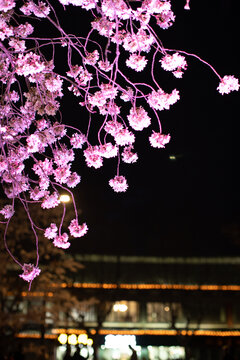 夜景樱花