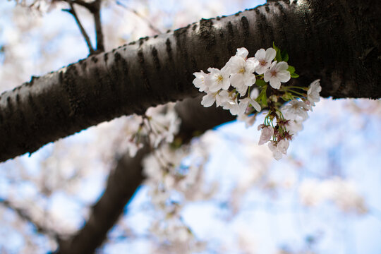 樱花季