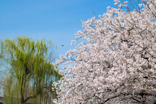 樱花季