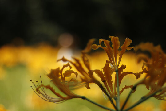 秋天黄色石蒜花