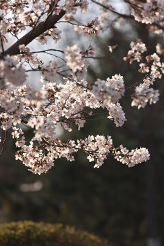 樱花开了