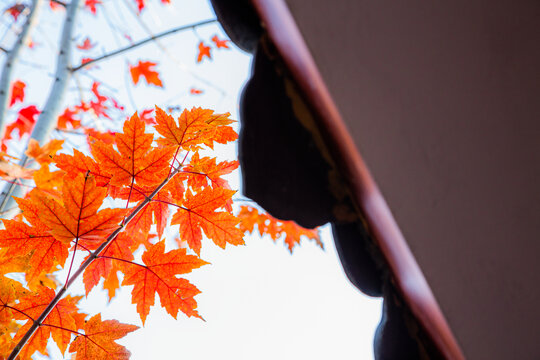 屋檐与秋枫