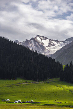 新疆雪山下的山林草原