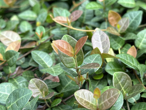 绿色植物背景