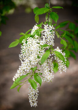 稠李子花